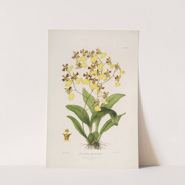 Sertum orchidaceum; A wreath of the most beautiful orchidaceous flowers Pl.39 by John Lindley