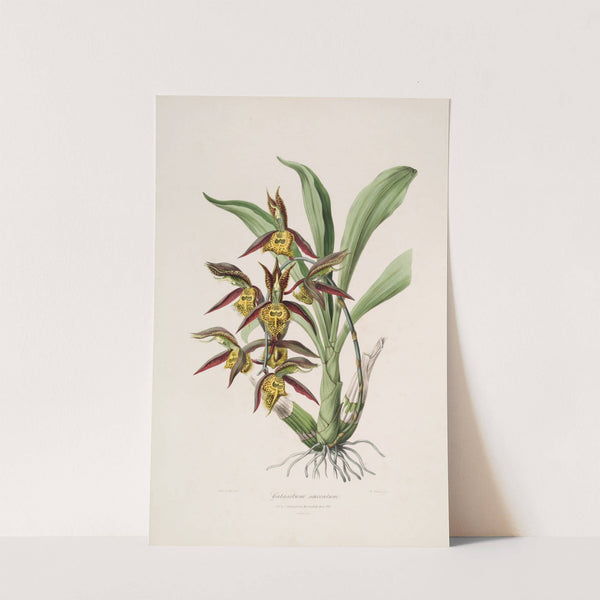 Sertum orchidaceum; A wreath of the most beautiful orchidaceous flowers Pl.41 by John Lindley