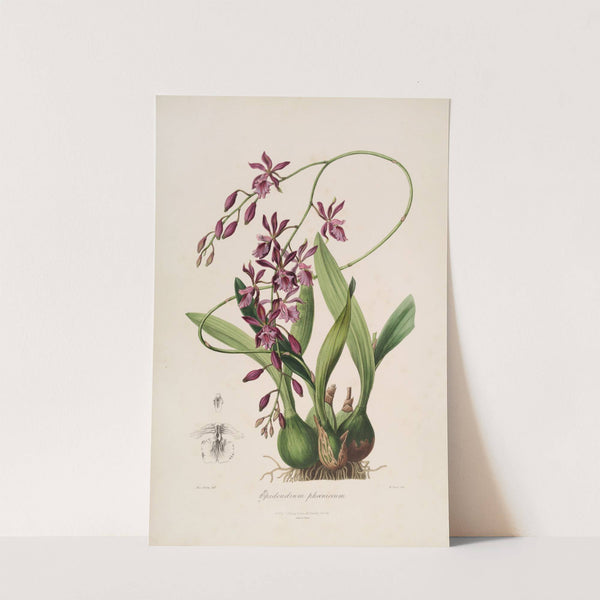 Sertum orchidaceum; A wreath of the most beautiful orchidaceous flowers Pl.46 (1838) by John Lindley