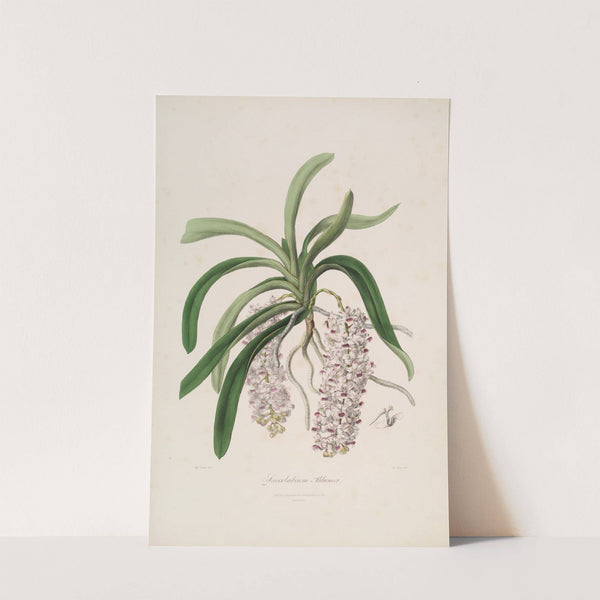 Sertum orchidaceum; A wreath of the most beautiful orchidaceous flowers Pl.47 (1838) by John Lindley