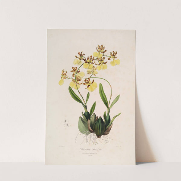 Sertum orchidaceum; A wreath of the most beautiful orchidaceous flowers Pl.48 (1838) by John Lindley