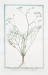 Seseli Massilliense, Ferulæ folio – Seseli minore – Le Seseli de Marseille. (Moon carrot)