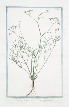 Seseli Massilliense, Ferulæ folio – Seseli minore – Le Seseli de Marseille. (Moon carrot)