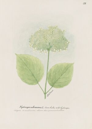 Seven barks, wild hydrangea