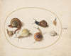 Seven Snails (1575-1590)