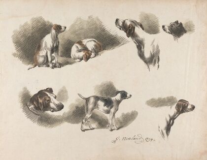Seven studies on hound