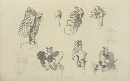 Seven views of bones of ribcage and pelvis