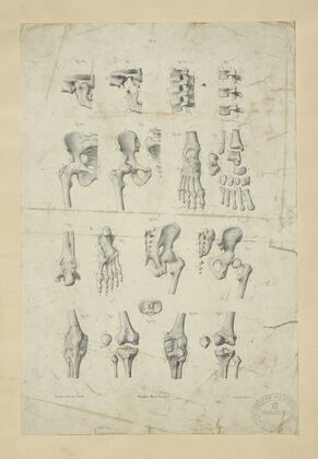 Several views of bones of pelvis, knee, and foot