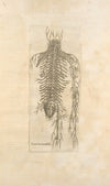 Sexta neruorum tabula. [Nerves of the spine]