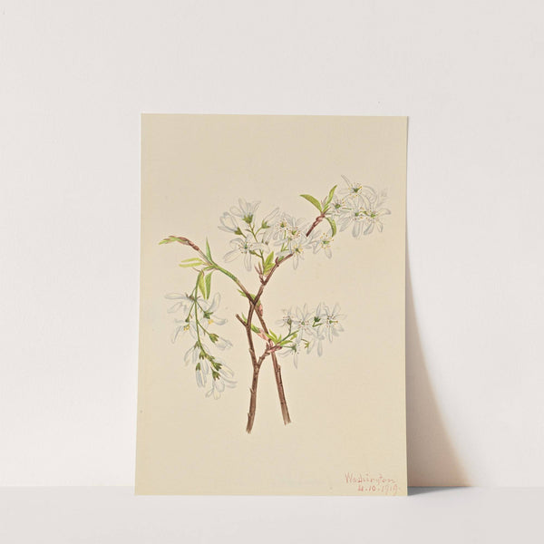Shadbush (Amelianchier oblongifolia) (1919) by Mary Vaux Walcott