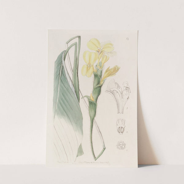 Shaggy Calathea (1815-1819) by Sydenham Edwards