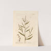 Sharp arsmart or water pepper by Elizabeth Blackwell
