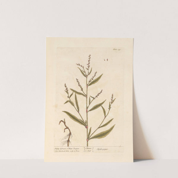 Sharp arsmart or water pepper by Elizabeth Blackwell