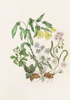Sharp Lobed Hepàtica, Large Flowered Bellwort,Wood Anemon, Spring Beauty