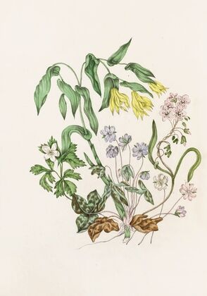 Sharp Lobed Hepàtica, Large Flowered Bellwort,Wood Anemon, Spring Beauty