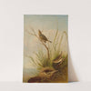 Sharp-Tailed Finch (1831) by Joseph Bartholomew Kidd