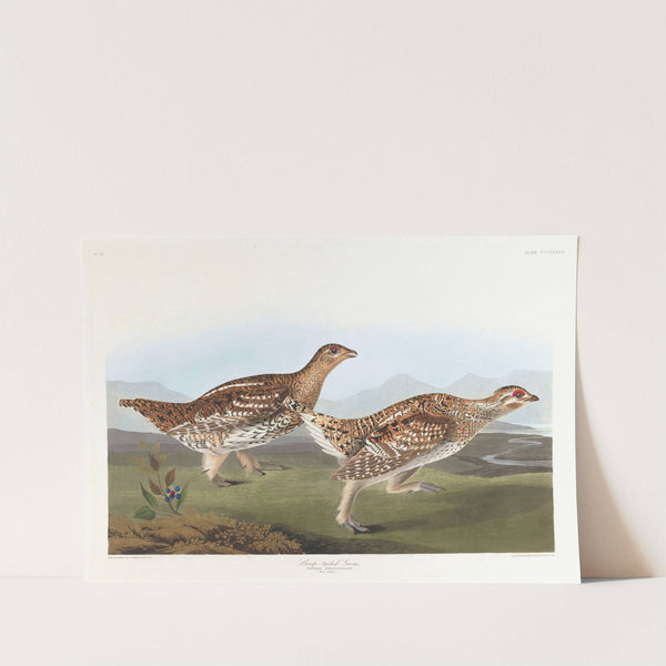 Sharp-tailed grous by John James Audubon