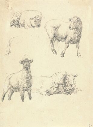 Sheep
