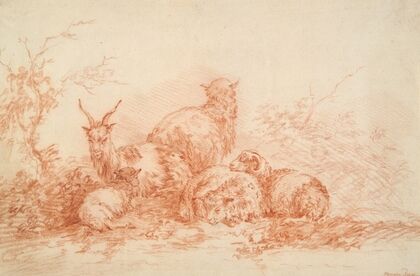 Sheep and Goat Resting