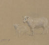 Sheep and lamb