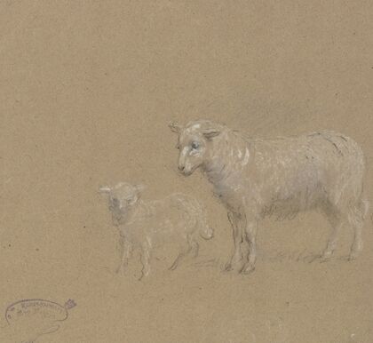 Sheep and lamb