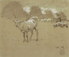 Sheep Grazing in a Field