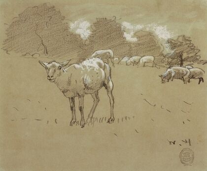 Sheep Grazing in a Field