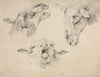 Sheep Heads