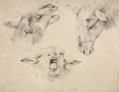 Sheep Heads