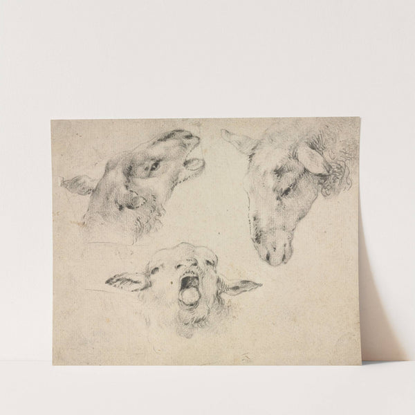 Sheep Heads by Wouterus Verschuur