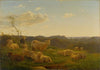 Sheep on a hill near Skarridsø
