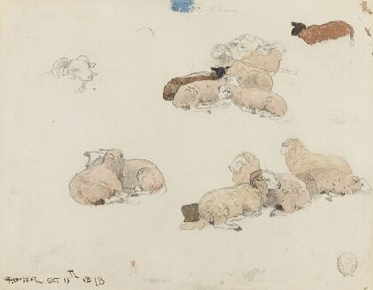 Sheep Resting
