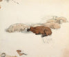 Sheep Resting