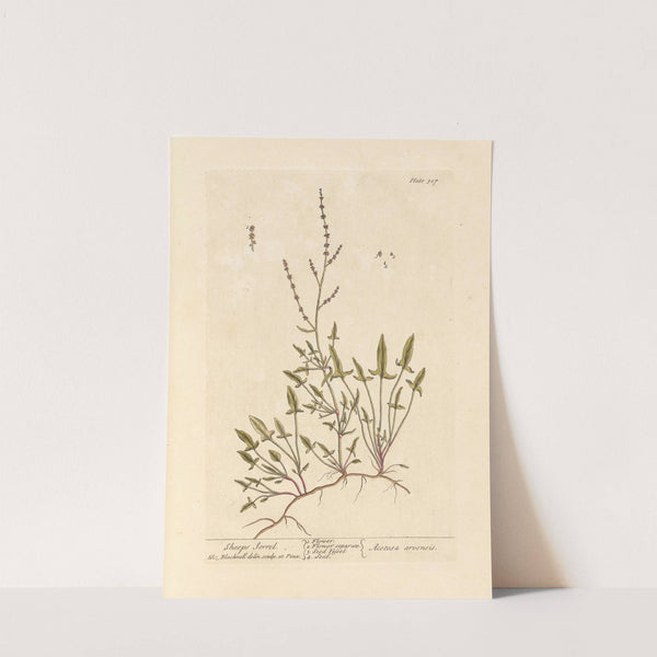 Sheeps sorrel by Elizabeth Blackwell