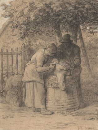Sheepshearing Beneath a Tree