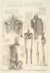 Sheet of Anatomical Studies of Postcranial Bones (after Leonardo da Vinci)
