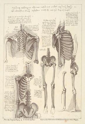 Sheet of Anatomical Studies of Postcranial Bones (after Leonardo da Vinci)