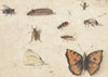 Sheet of Studies of Nine Insects