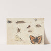 Sheet of Studies of Nine Insects (c. 1653 - c. 1661) by Jan Van Kessel The Elder