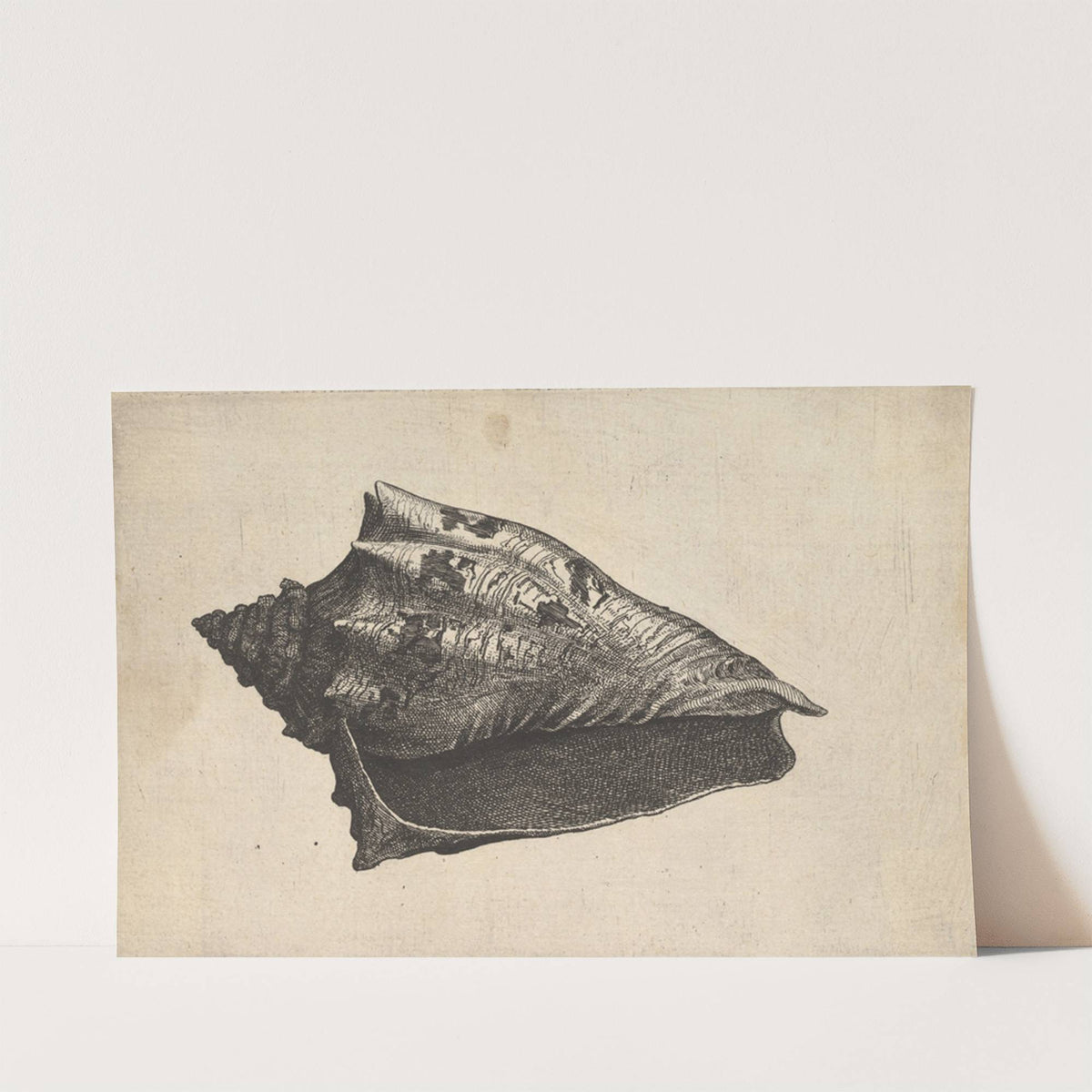 Shell; Hebrew Volute (Voluta ebraea L) (ca. 1646) by Wenceslaus Hollar