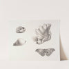 Shells and Moth by Mary Fornance