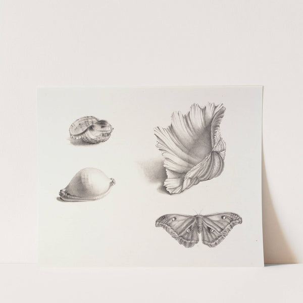 Shells and Moth by Mary Fornance