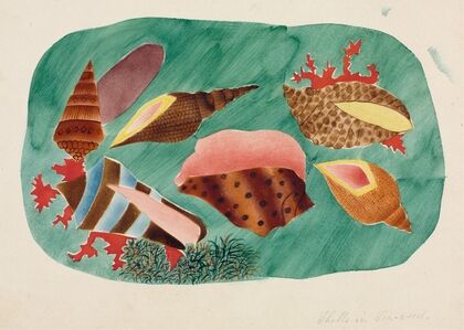 Shells in Seaweed