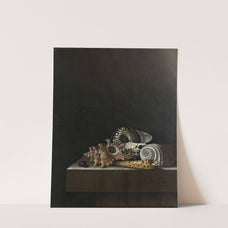 Shells on a Stone Plinth by Adriaen Coorte