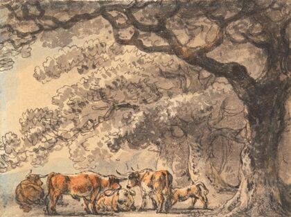 Shelter for Cattle