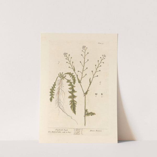 Shepherd&#039;s purse by Elizabeth Blackwell