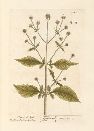 Shepherd’s staff