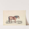 Shetland Pony by James Stewart