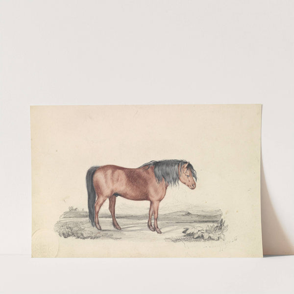 Shetland Pony by James Stewart