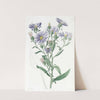 Shewy Aster (1815-1819) by Sydenham Edwards